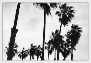 PALM TREE PARTY